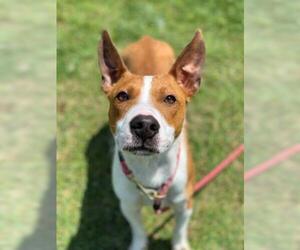 Basenji-Unknown Mix Dogs for adoption in Norfolk, VA, USA