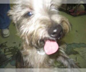 Cairn Terrier Dogs for adoption in Forestville, MD, USA