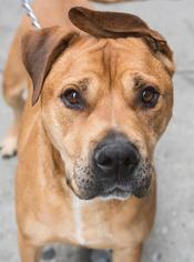 Medium Photo #1 Boxer-Mastiff Mix Puppy For Sale in New York, NY, USA