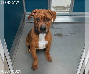 Staffordshire Bull Terrier Dogs for adoption in Oklahoma City, OK, USA