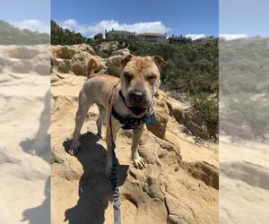 Chinese Shar-Pei Dogs for adoption in Carlsbad, CA, USA