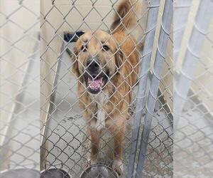 German Shepherd Dog-Unknown Mix Dogs for adoption in Anchorage, AK, USA