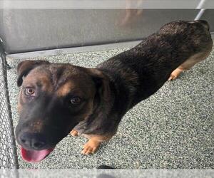 American Pit Bull Terrier-German Shepherd Dog Mix Dogs for adoption in Salisbury, NC, USA