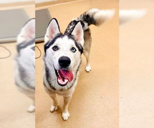 Siberian Husky Dogs for adoption in Derwood, MD, USA