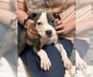 Mutt Dogs for adoption in Rockville, MD, USA