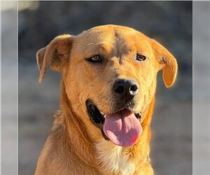 Mutt Dogs for adoption in Lake Forest, CA, USA
