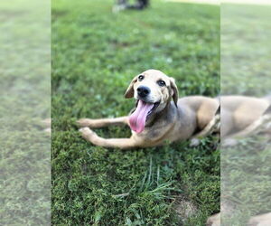 Coonhound-Golden Retriever Mix Dogs for adoption in Aurora, IN, USA
