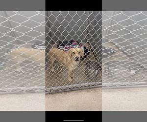 Labbe Dogs for adoption in San Diego, CA, USA