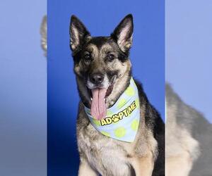 German Shepherd Dog-Unknown Mix Dogs for adoption in West Valley, UT, USA