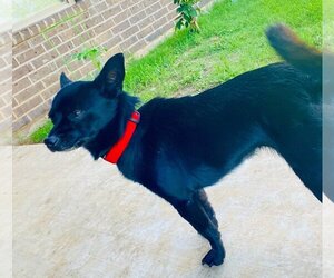 Chihuahua-Unknown Mix Dogs for adoption in Clinton, OK, USA