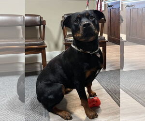 Medium Photo #2 Rottweiler Puppy For Sale in Emmett, ID, USA