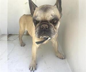 French Bulldog Dogs for adoption in Houston, TX, USA