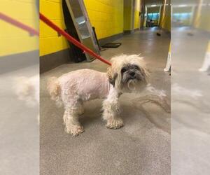 Shih-Poo Dogs for adoption in Forestville, MD, USA