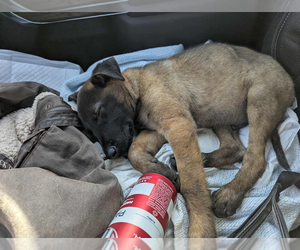 Mutt Dogs for adoption in Imlay City, MI, USA