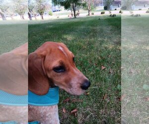 Redbone Coonhound-Unknown Mix Dogs for adoption in Fort Wayne, IN, USA