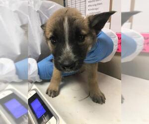 German Shepherd Dog-Unknown Mix Dogs for adoption in Conroe, TX, USA