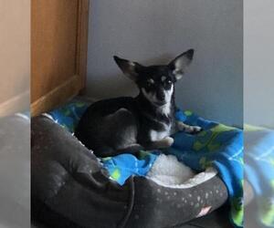 Chihuahua-Unknown Mix Dogs for adoption in Hedgesville, WV, USA