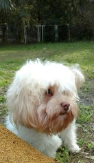Bichon Frise Dogs for adoption in Oviedo, FL, USA