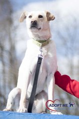 Medium Photo #1 Labrador Retriever-Unknown Mix Puppy For Sale in Alexandria, VA, USA