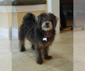 Lhasa Apso-Unknown Mix Dogs for adoption in west Palm Beach, FL, USA