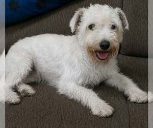 Mutt Dogs for adoption in Minneapolis, MN, USA