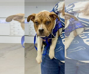 Mutt Dogs for adoption in Shelburne, VT, USA