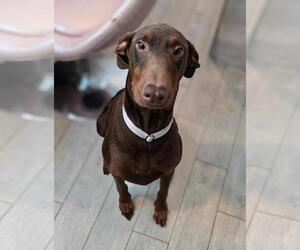 Doberman Pinscher Dogs for adoption in Stckton, CA, USA