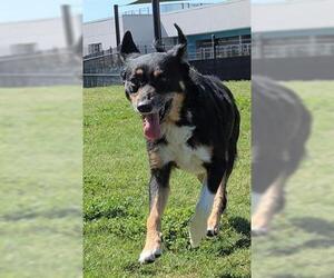 Mutt Dogs for adoption in San Martin, CA, USA