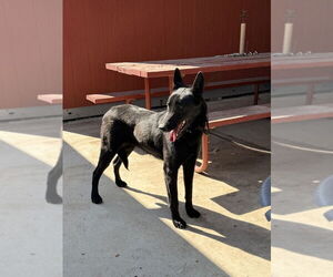 Mutt Dogs for adoption in Imlay City, MI, USA