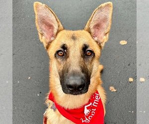 German Shepherd Dog Dogs for adoption in Canton, CT, USA