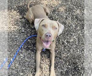 Weimaraner Dogs for adoption in Riverwoods, IL, USA