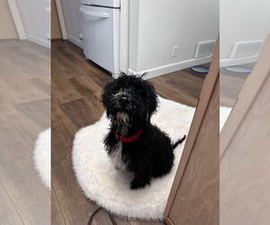 Bernedoodle Dogs for adoption in Princeton, MN, USA