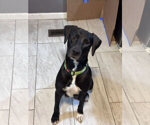 Labrador Retriever-Unknown Mix Dogs for adoption in Wakefield, RI, USA