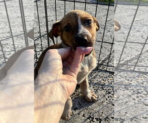 Mutt Dogs for adoption in Royal Palm Beach, FL, USA