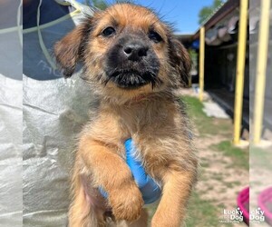 Mutt Dogs for adoption in Washington, DC, USA