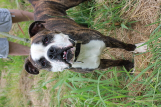 Bulloxer Dogs for adoption in Erwin , TN, USA