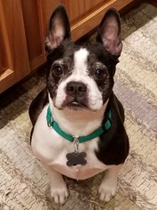 Boston Terrier Dogs for adoption in Harrisburg, PA, USA