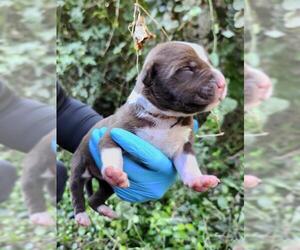 American Staffordshire Terrier-Unknown Mix Dogs for adoption in San Antonio, TX, USA