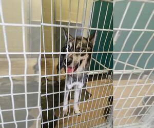 Huskies -Unknown Mix Dogs for adoption in Texas City, TX, USA