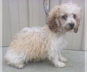 Poodle (Miniature) Dogs for adoption in Mountain View, MO, USA