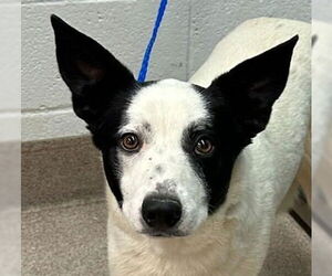 Collie-Unknown Mix Dogs for adoption in Canton, CT, USA