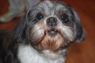 Medium Photo #1 Shih Tzu Puppy For Sale in Longview, WA, USA