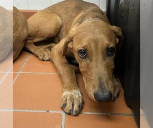 Doberman Pinscher Dogs for adoption in Camarillo, CA, USA