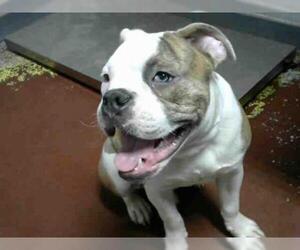 Bull-Boxer Dogs for adoption in Atlanta, GA, USA