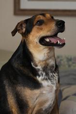 Daug Dogs for adoption in Redding, CA, USA