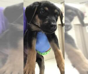 Doberman Pinscher Dogs for adoption in Conroe, TX, USA