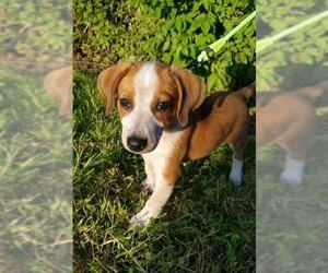Beagle-Unknown Mix Dogs for adoption in CORNING, NY, USA