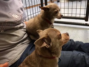Chihuahua Dogs for adoption in South Amana, IA, USA