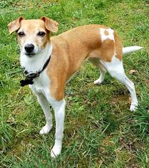 Italian Greyhound Dogs for adoption in Yakima, WA, USA