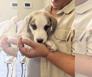 Borador Dogs for adoption in SHERBURNE, NY, USA